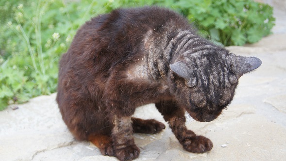 cat with mites