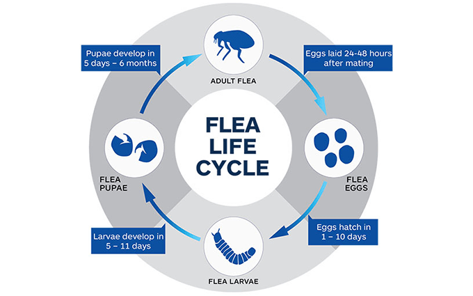flea life cycle