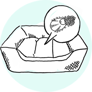 Female ticks lay eggs