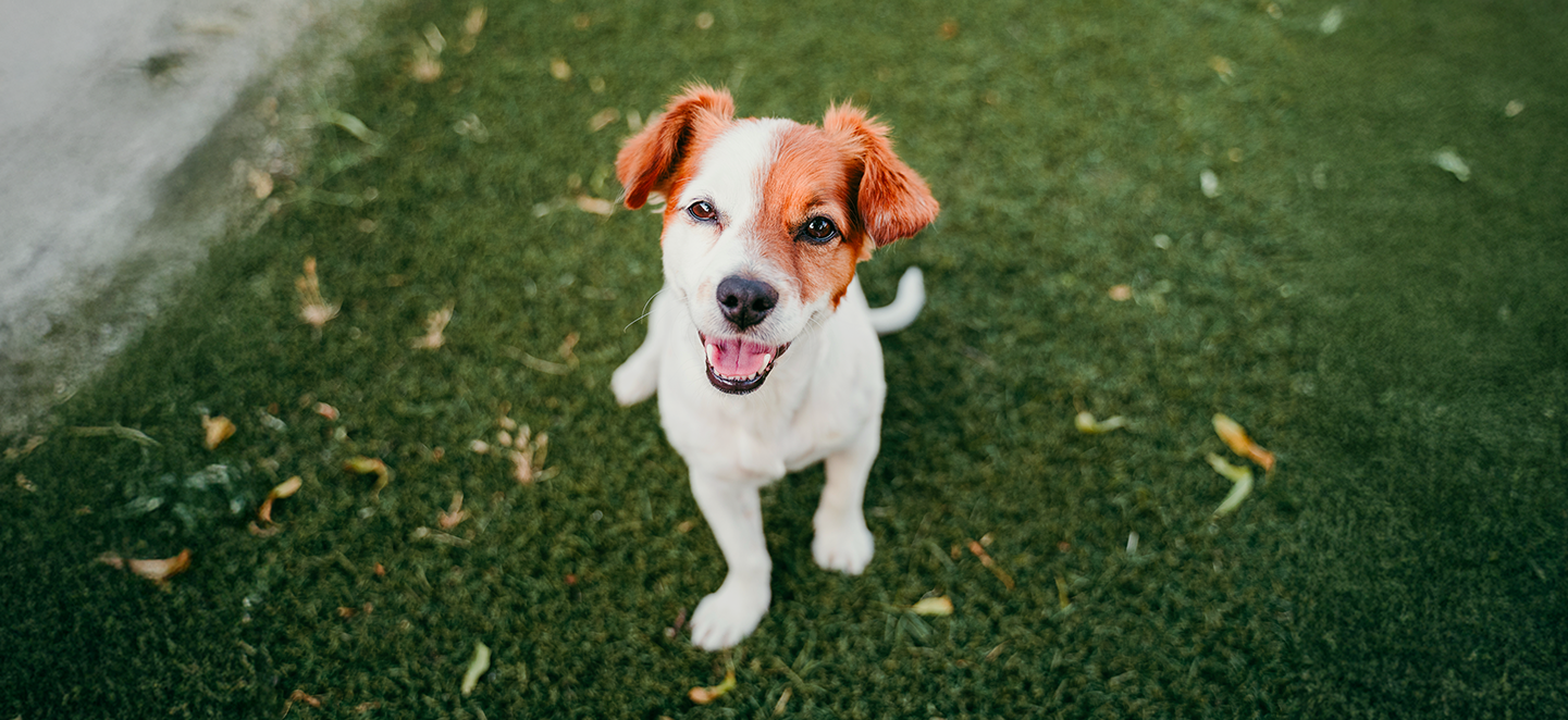 Things to consider before adopting a pet