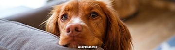 Mobile-Dog-heartworm.png