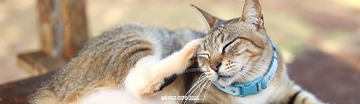 Mobile_Aug_Cat-Ear Mites.png