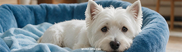 Mobile_Aug_Dog-Hookworms.png