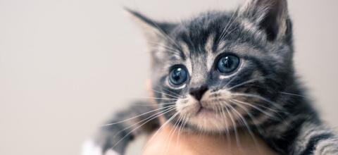 Kitten Care