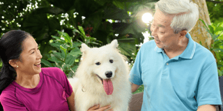 Keep your dog safe at home