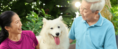 Keep your dog safe at home