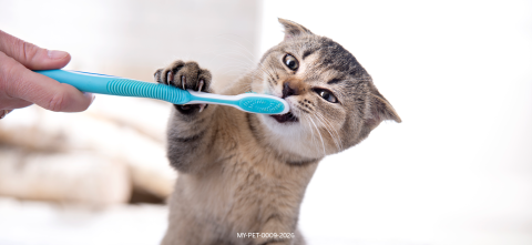 Desktop-cat-dentalhealth.png