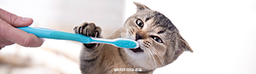 mobile-cat-dental.png